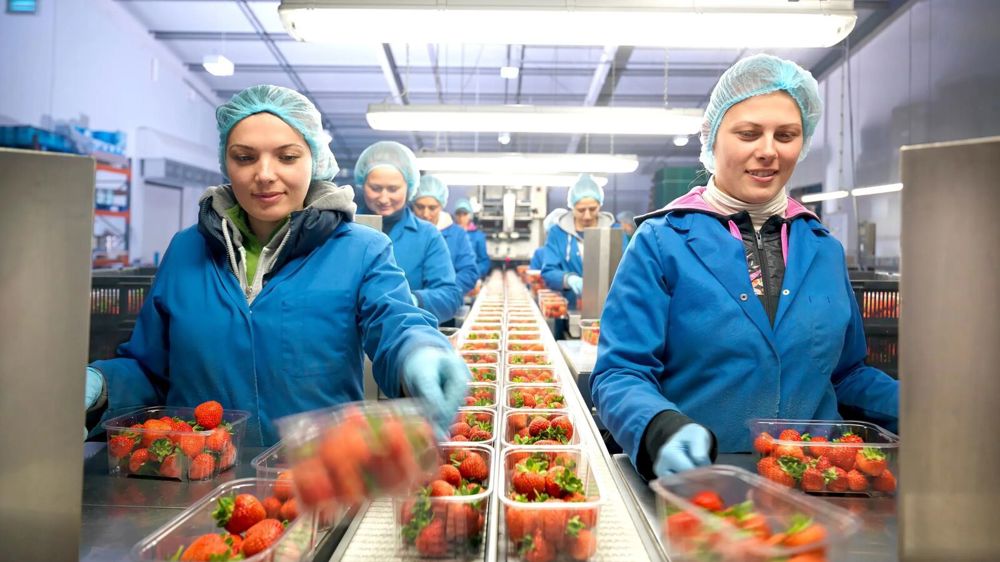 Two women handling punnets of strawberries on a factory production line